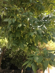 Fraxinus pennsylvanica