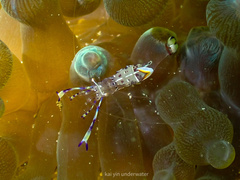 Ancylomenes holthuisi