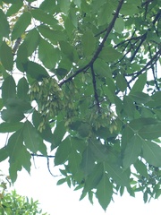 Fraxinus pennsylvanica