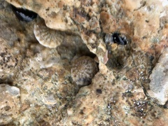 Bembicium