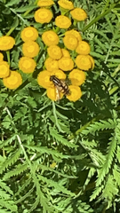 Helophilus pendulus