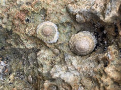 Bembicium