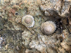 Bembicium