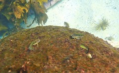 Parablennius intermedius