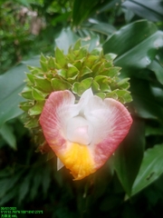 Costus afer