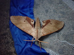 Marumba sperchius sperchius