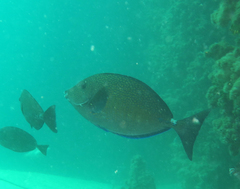 Prionurus maculatus