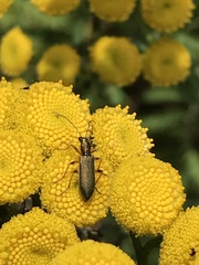 Chrysanthia geniculata