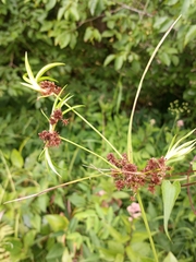 Scirpus georgianus