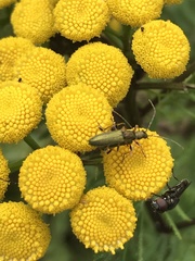 Chrysanthia geniculata