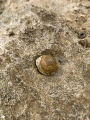 Bembicium vittatum