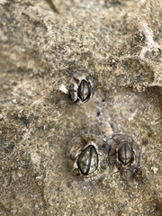 Austrominius modestus