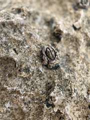 Austrominius modestus