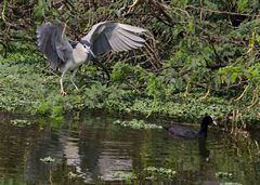 Nycticorax nycticorax