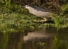 Nycticorax nycticorax