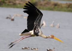 Mycteria leucocephala