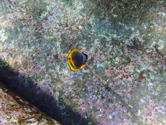 Chaetodon flavirostris