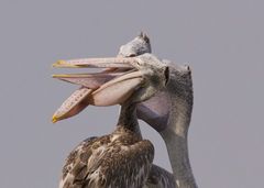 Pelecanus philippensis
