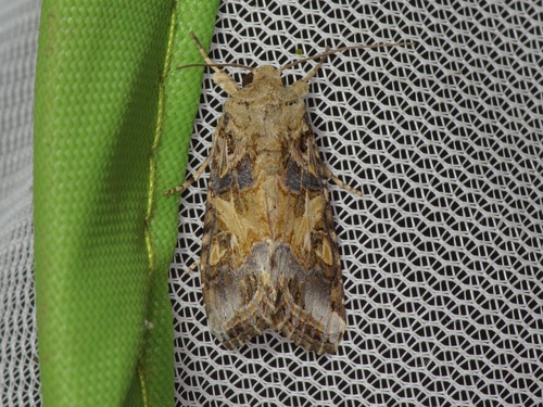 Velvet Armyworm Moth photo 3