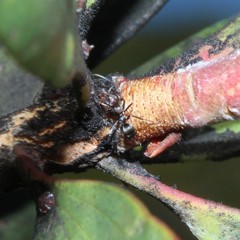 Iridomyrmex rufoniger