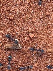 Iridomyrmex viridiaeneus