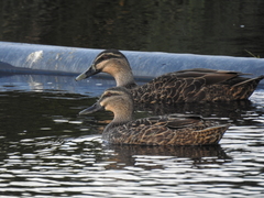 Anas superciliosa × platyrhynchos