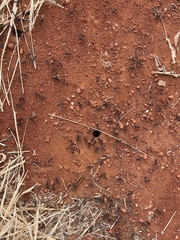 Iridomyrmex viridiaeneus