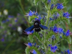 Xylocopa valga
