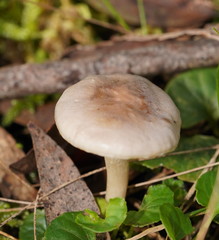 Entoloma rodwayi