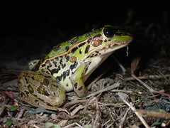 Pelophylax nigromaculatus
