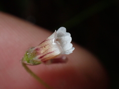 Pinguicula lusitanica