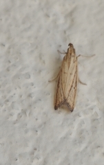 Hypsotropa unipunctella