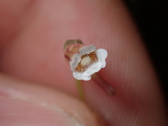 Pinguicula lusitanica