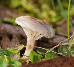 Entoloma rodwayi