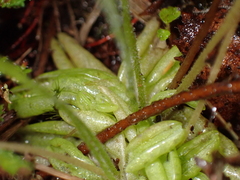 Pinguicula lusitanica