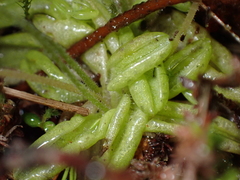 Pinguicula lusitanica
