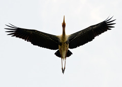 Mycteria leucocephala