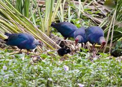Porphyrio poliocephalus