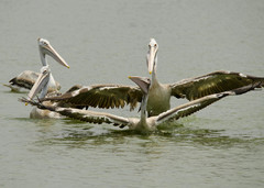 Pelecanus philippensis
