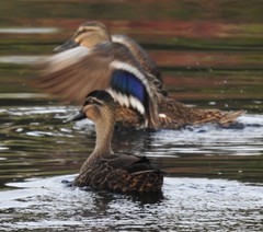 Anas superciliosa × platyrhynchos
