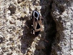 Xanthochilus saturnius