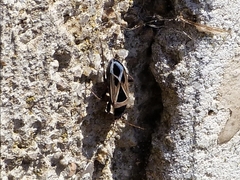 Xanthochilus saturnius