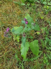 Arctium