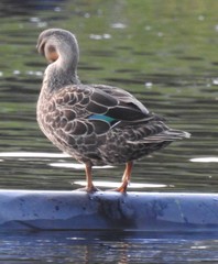 Anas superciliosa × platyrhynchos