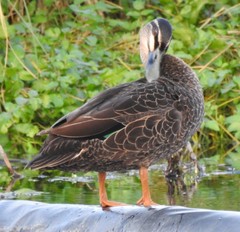 Anas superciliosa × platyrhynchos