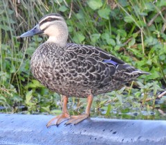 Anas superciliosa × platyrhynchos