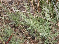 Ulex argenteus argenteus