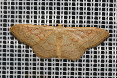 Idaea rubraria