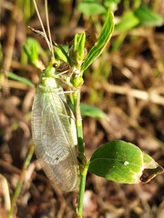 Nineta vittata