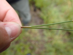 Juncus bulbosus